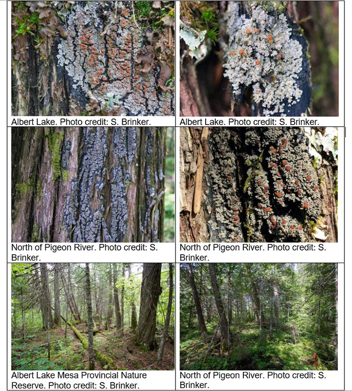 Photos of White-rimmed Shingle Lichen