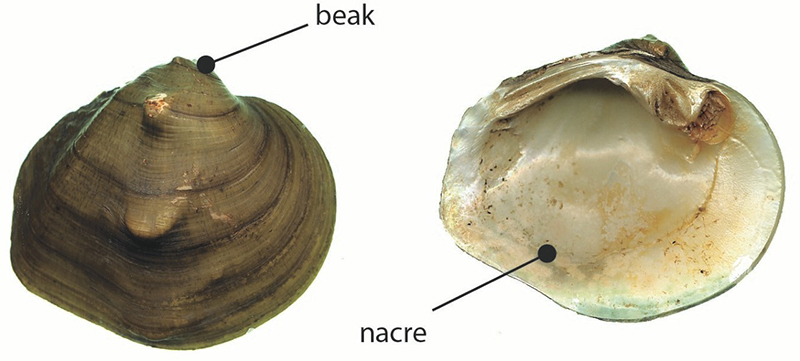 Threehorn Wartyback
