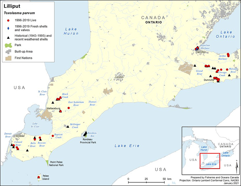 Map showing distribution of Lilliput