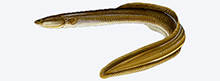 A photograph of a American eel