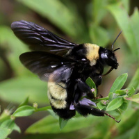 A photograph of American Bumble Bee