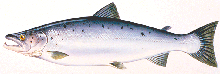 A photograph of a Atlantic Salmon