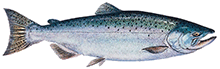 A photograph of a Chinook Salmon
