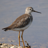 A photograph of Lesser Yellowleg