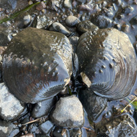 A photograph of Purple Wartyback