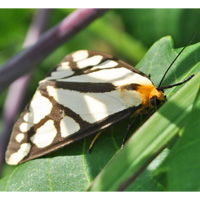 A photograph of a Reversed Haploa Moth