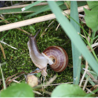 A photograph of a Striped Whitelip