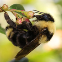 A photograph of Suckley’s Cuckoo Bumble Bee