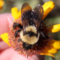 Suckley’s Cuckoo Bumble Bee