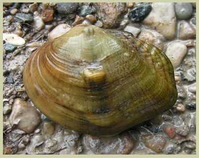Photo of Threehorn Wartyback