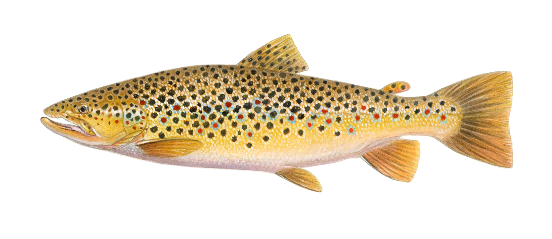 A photograph of a Brook Trout