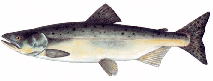 A photograph of a Pink Salmon