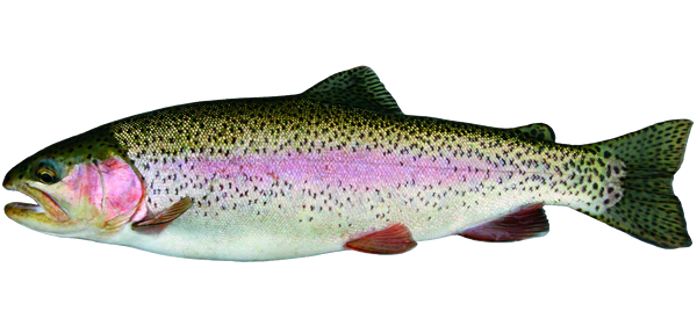 A photograph of a Rainbow Trout