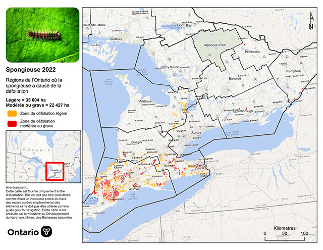 Carte partielle de l'Ontario montrant les zones où la spongieuse a défolié des arbres en 2022