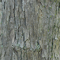 Close up of hawthorn bark