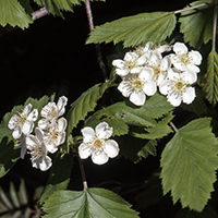 Close up of hawthorn flowers