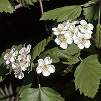 Vue rapprochée des fleurs de l’aubépine