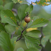 Vue rapprochée du fruit de l’aubépine