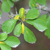 Vue rapprochée des feuilles de l’aubépine