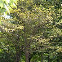 Image of hawthorn tree