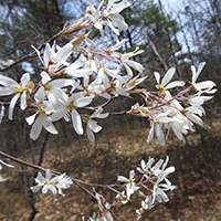 Vue rapprochée des fleurs de l’amélanchier