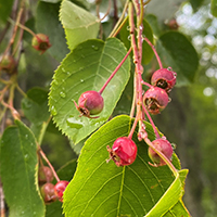 Close up of serviceberry fruit