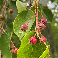 Vue rapprochée des fruits de l’amélanchier