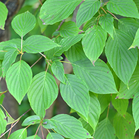 Close up of serviceberry leaf