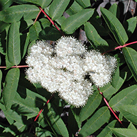 Vue rapprochée des fleurs du sorbier des montagnes