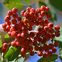 Close up of showy mountain ash fruit