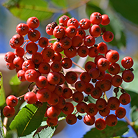 Vue rapprochée des fruits du sorbier des montagnes