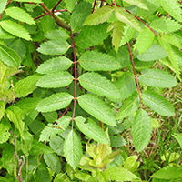 Close up of showy mountain ash leaf