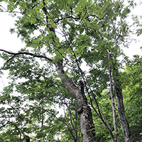 Image of showy mountain ash tree