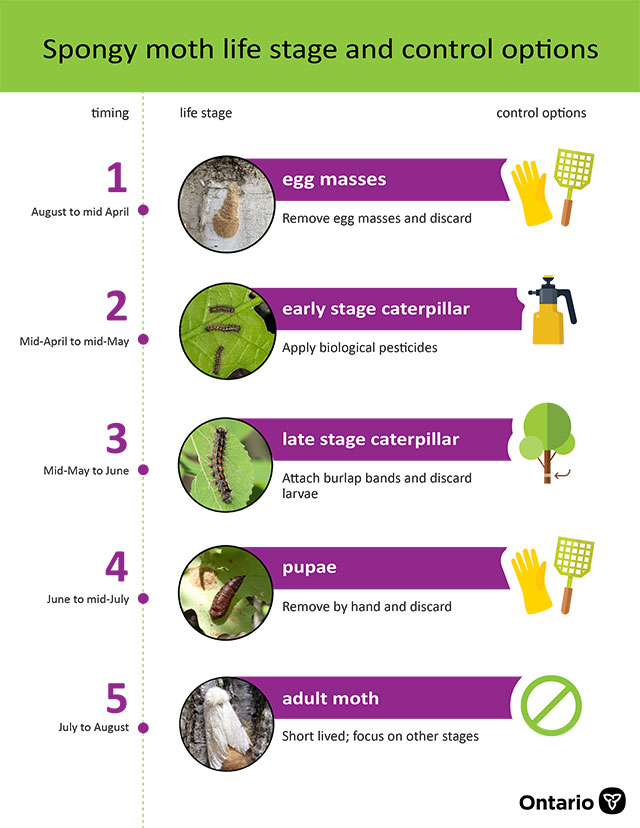 Image of the spongy moth life stage and control options