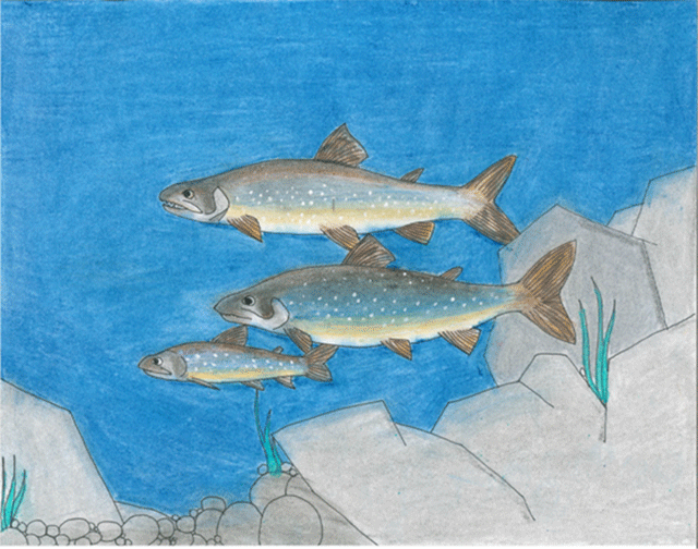Colourful painting of three lake trout swimming together at the bottom of a lake with rocks underneath. 
