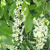 Vue rapprochée des fleurs du cerisier tardif