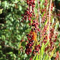 Vue rapprochée des fruits du cerisier tardif