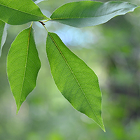 Close up of black cherry leaves