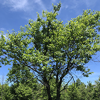 Image of black cherry tree