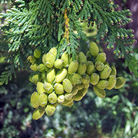Close up of eastern white cedar fruit (cones)