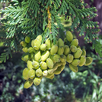 Close up of eastern white cedar fruit (cones)