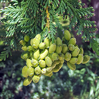 Vue rapprochée des fruits (cônes) du thuya occidental