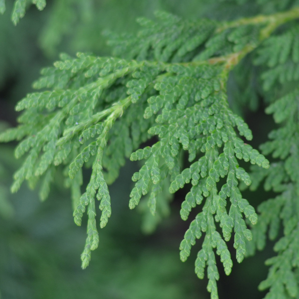 Eastern white cedar