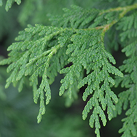 Close up of eastern white cedar leaves