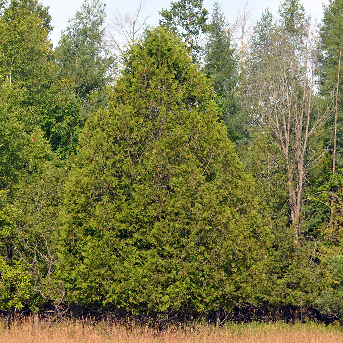 Eastern White Cedar Ontario ca