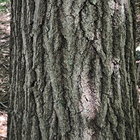 Close up of red oak bark