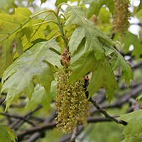 Close up of red oak flowers (catkins)