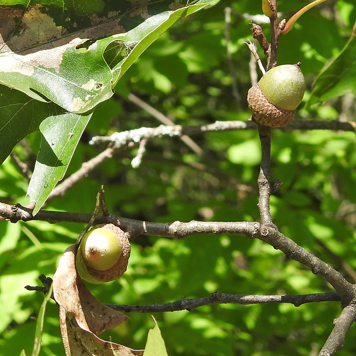 OAK noun definition and synonyms  Macmillan Dictionary