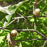 Vue rapprochée des fruits (glands) du chêne rouge