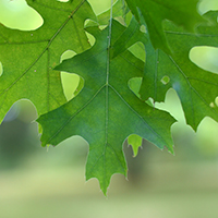 Close up of red oak leaves